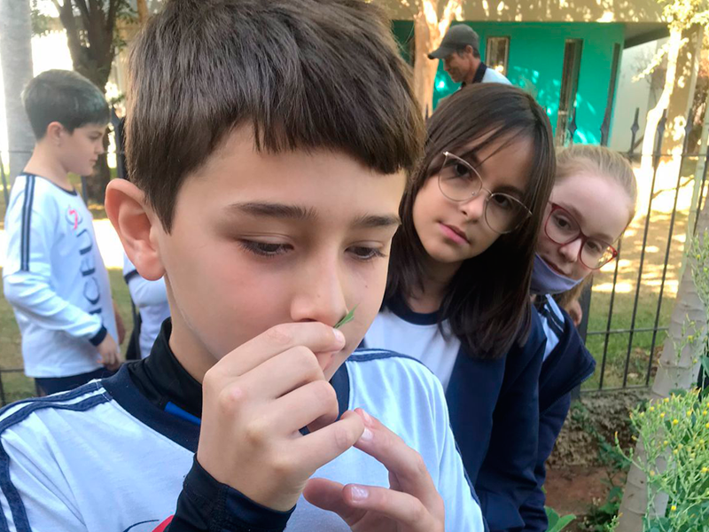 Feno Grego - Plantas Medicinais - Ervanarium - Escola das Plantas