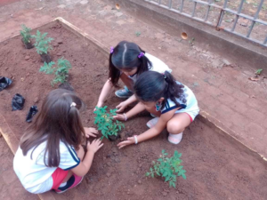 Plantar e cultivar no Liceuzinho